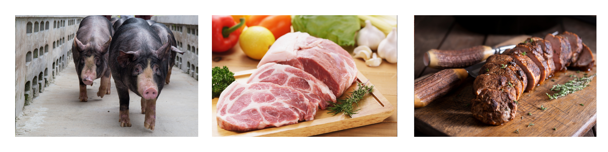 Selektierte Premiumrassen vom Schwein