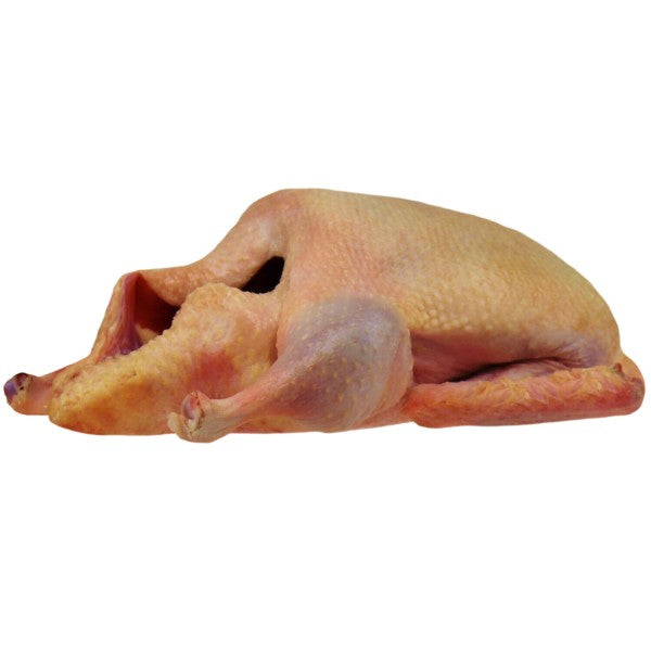 Barbarie Ente, weiblich, im Ganzen Bild 3