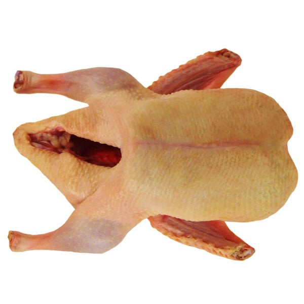 Barbarie Ente, weiblich, im Ganzen Draufsicht