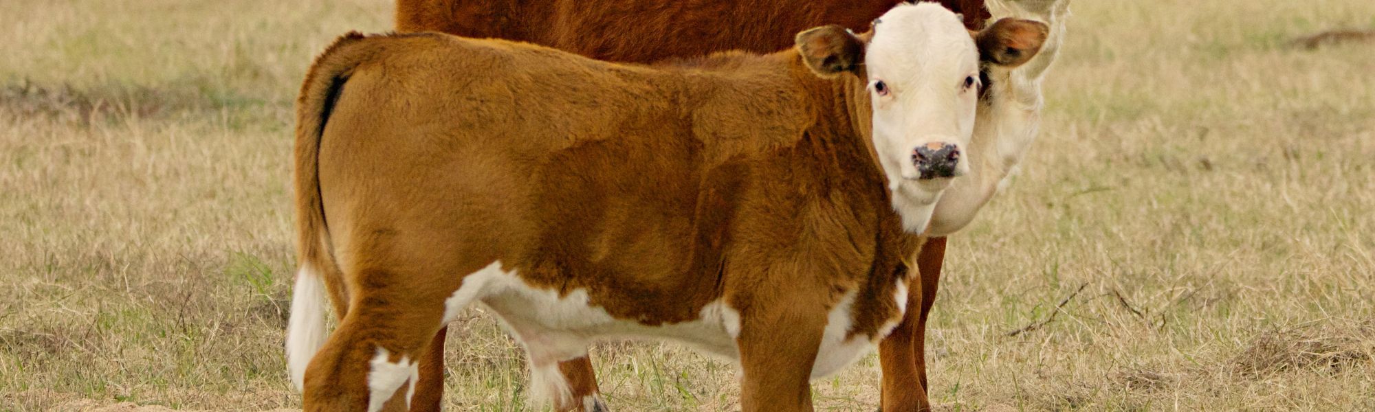 Red Heifer Banner Desktop