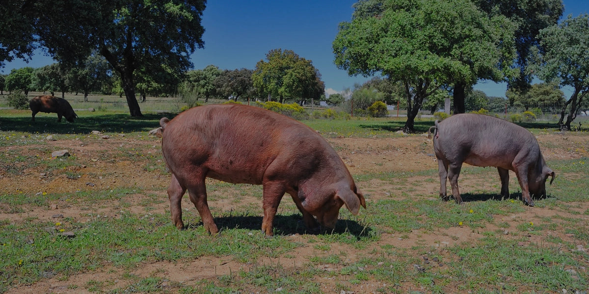 Iberico Schweine auf Weide