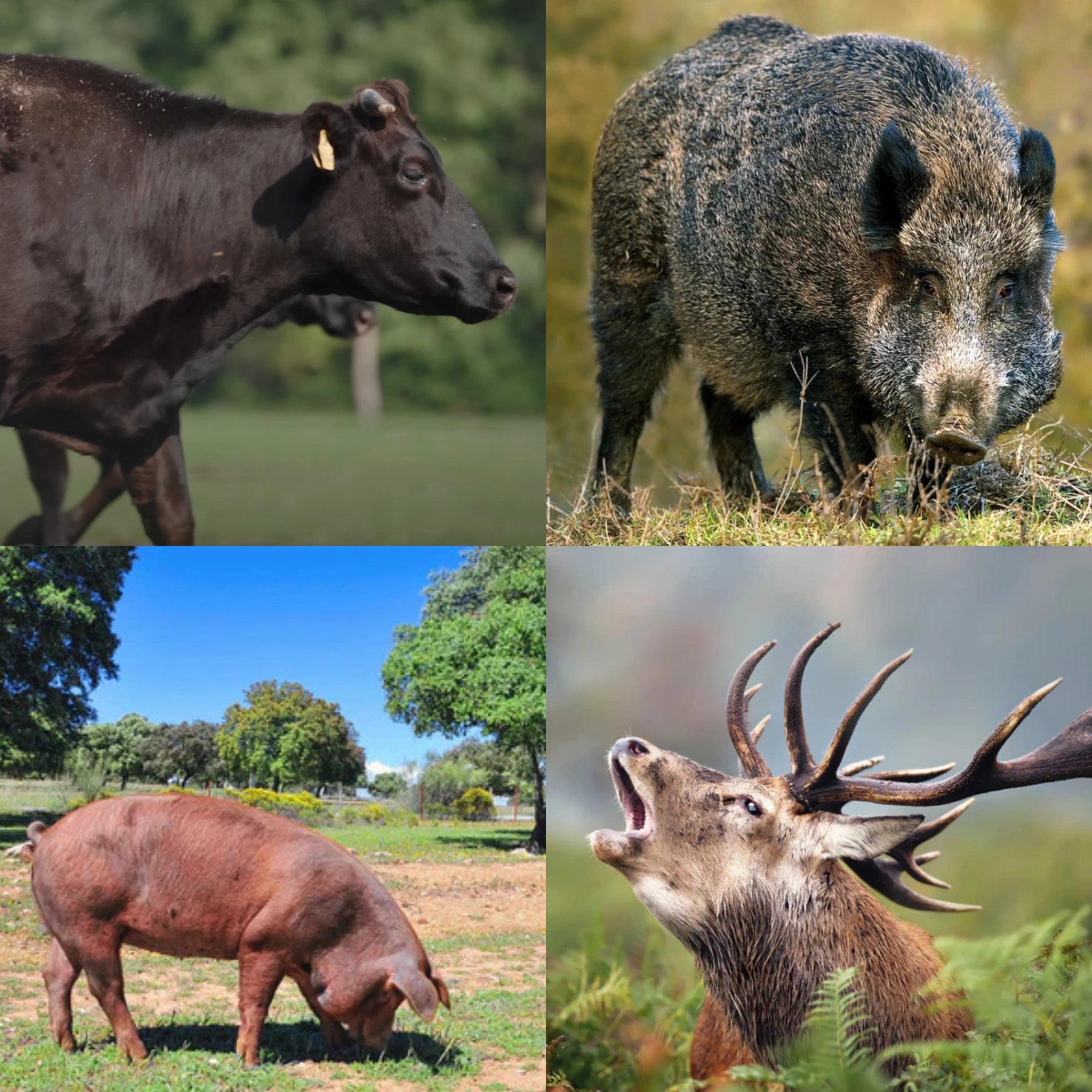 Meat'n'Food Herkunft der Tiere für unser Fleisch