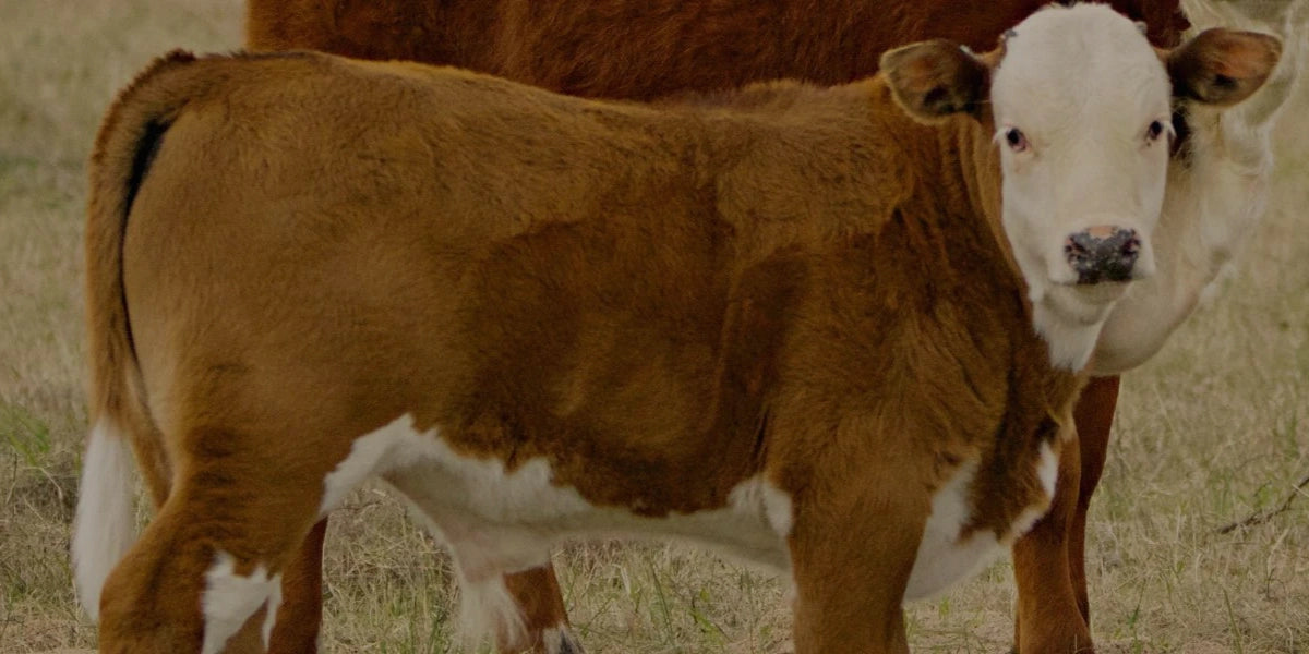 Red Heifer Kalb auf Weide