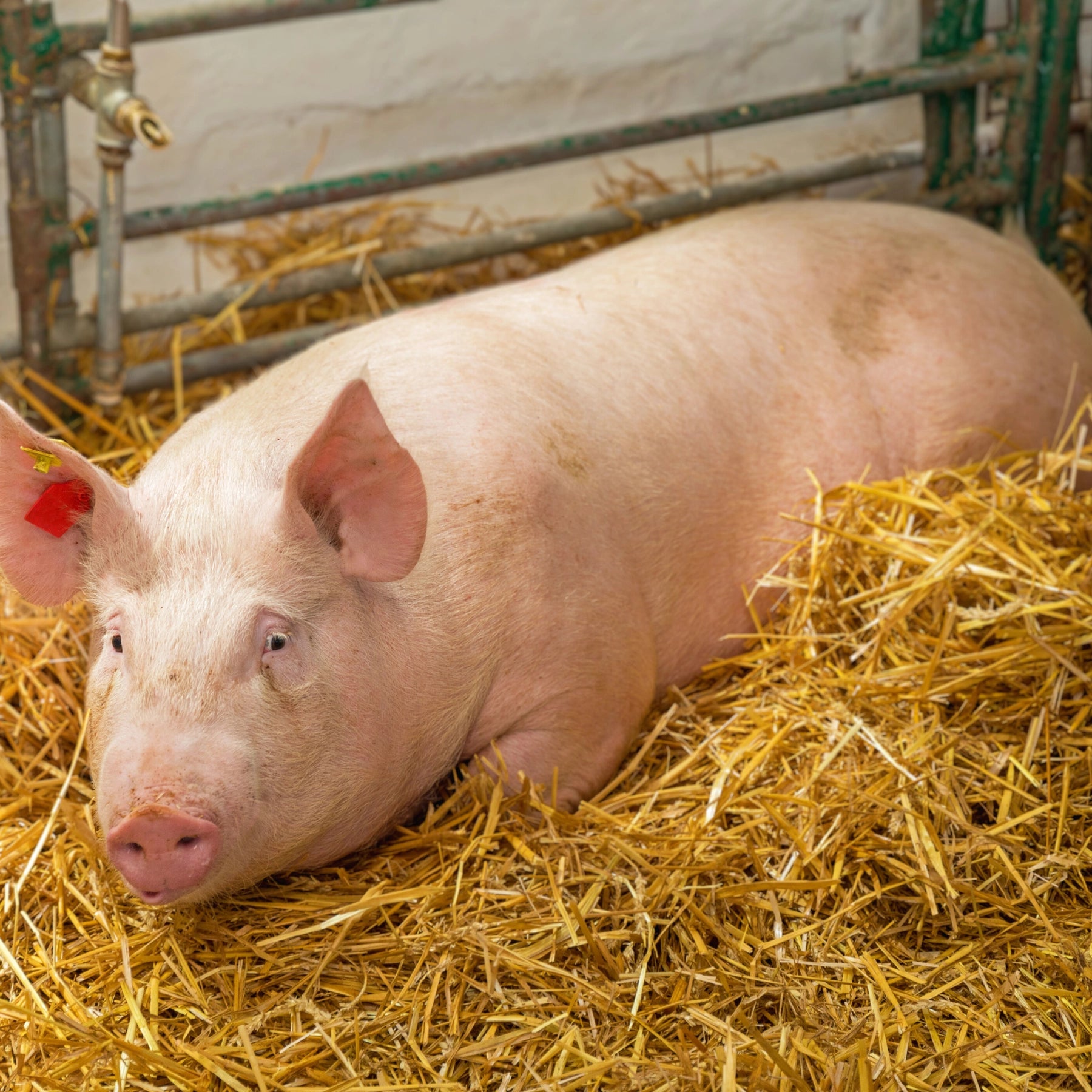 Strohschwein