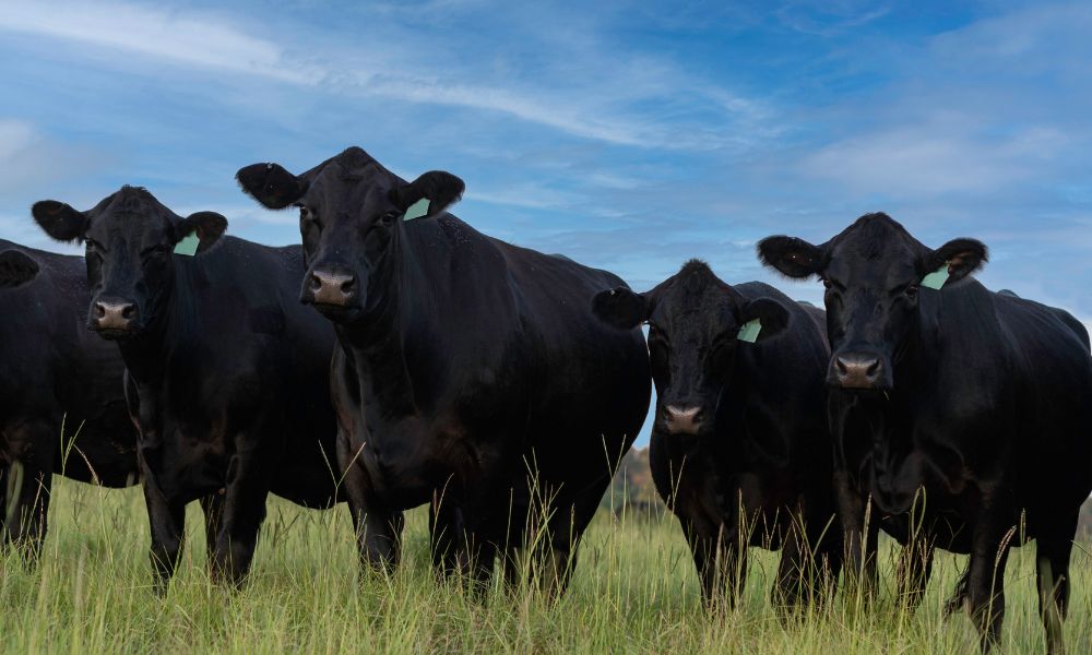 Wagyu Banner mobile