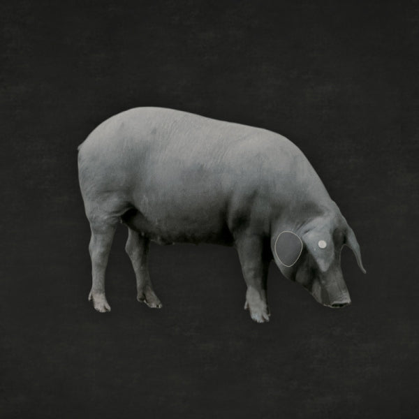 Iberico Schweinebäckchen - CARRILLADA DE BELLOTA - Darstellung der Lage