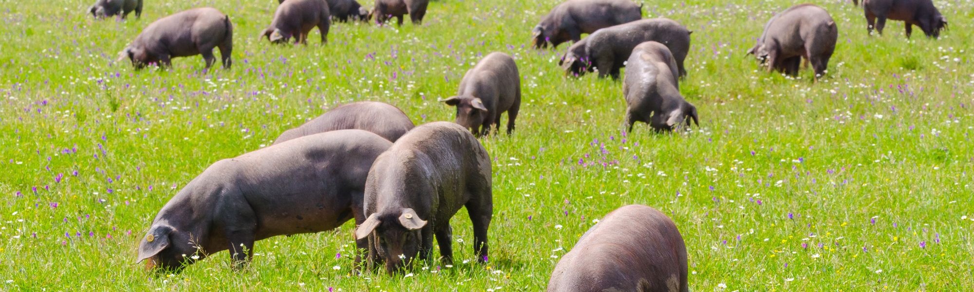 Iberico Schweine auf Wiese