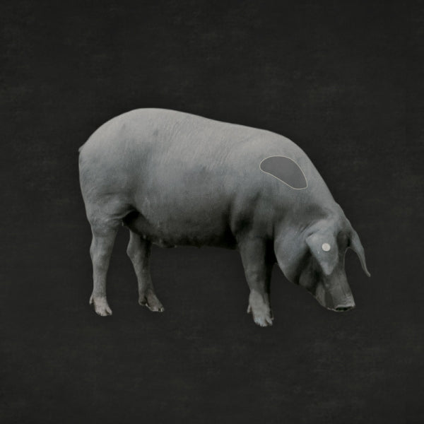 Iberico Schweinenacken - Lage im Tier