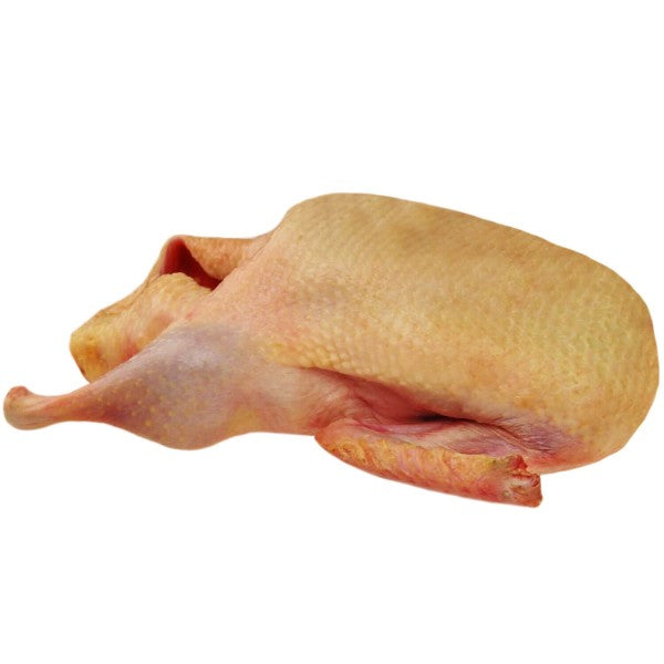 Barbarie Ente, weiblich, im Ganzen Seitenansicht