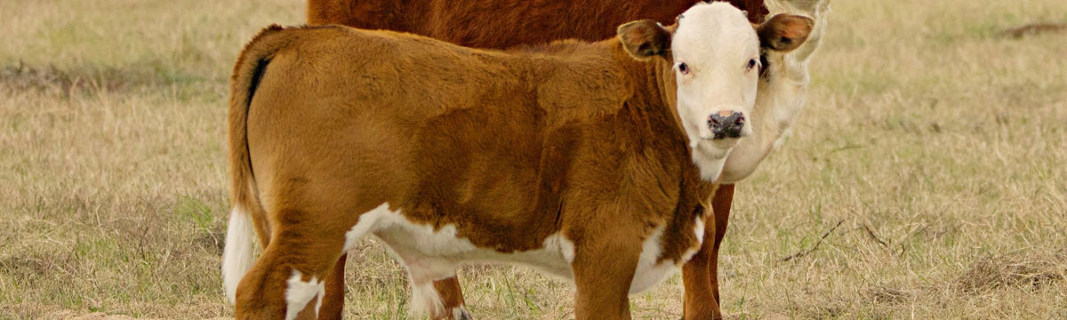 Red Heifer Banner Desktop