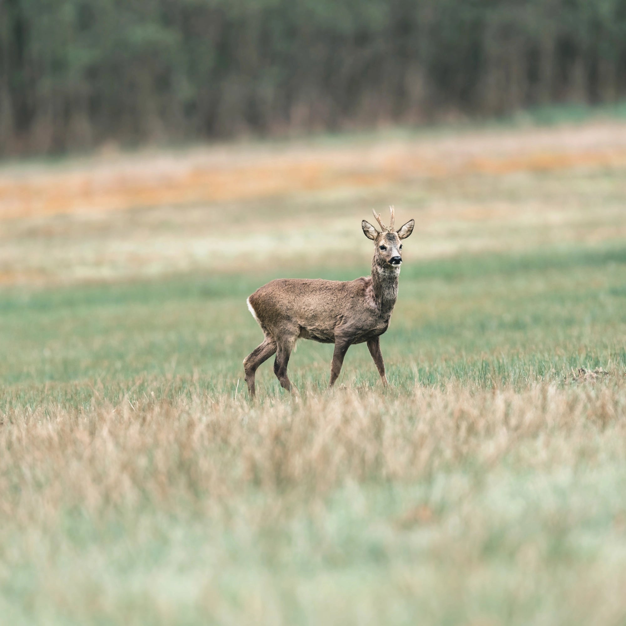 Reh auf der Wiese