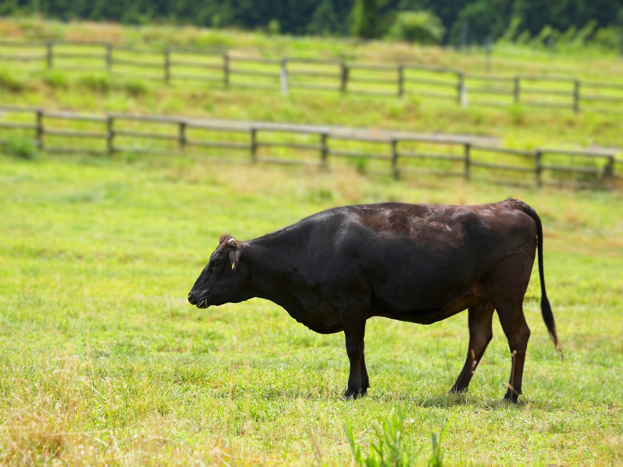 Wagyu Rind auf Wiese