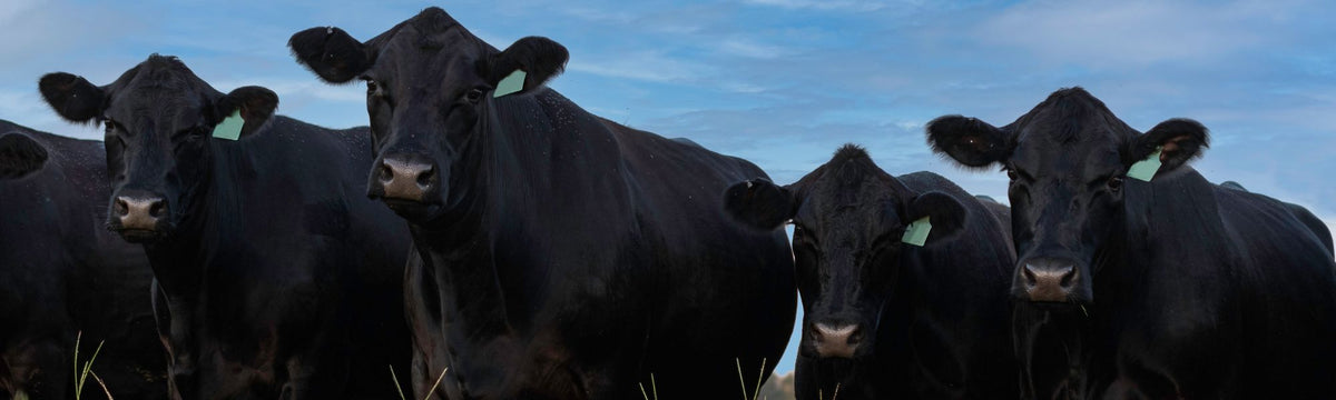 Wagyu Rinder Banner 
