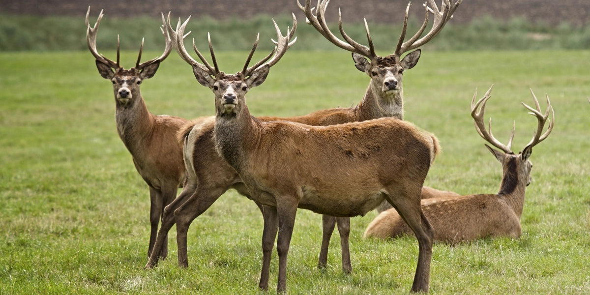 Wild auf Wiese