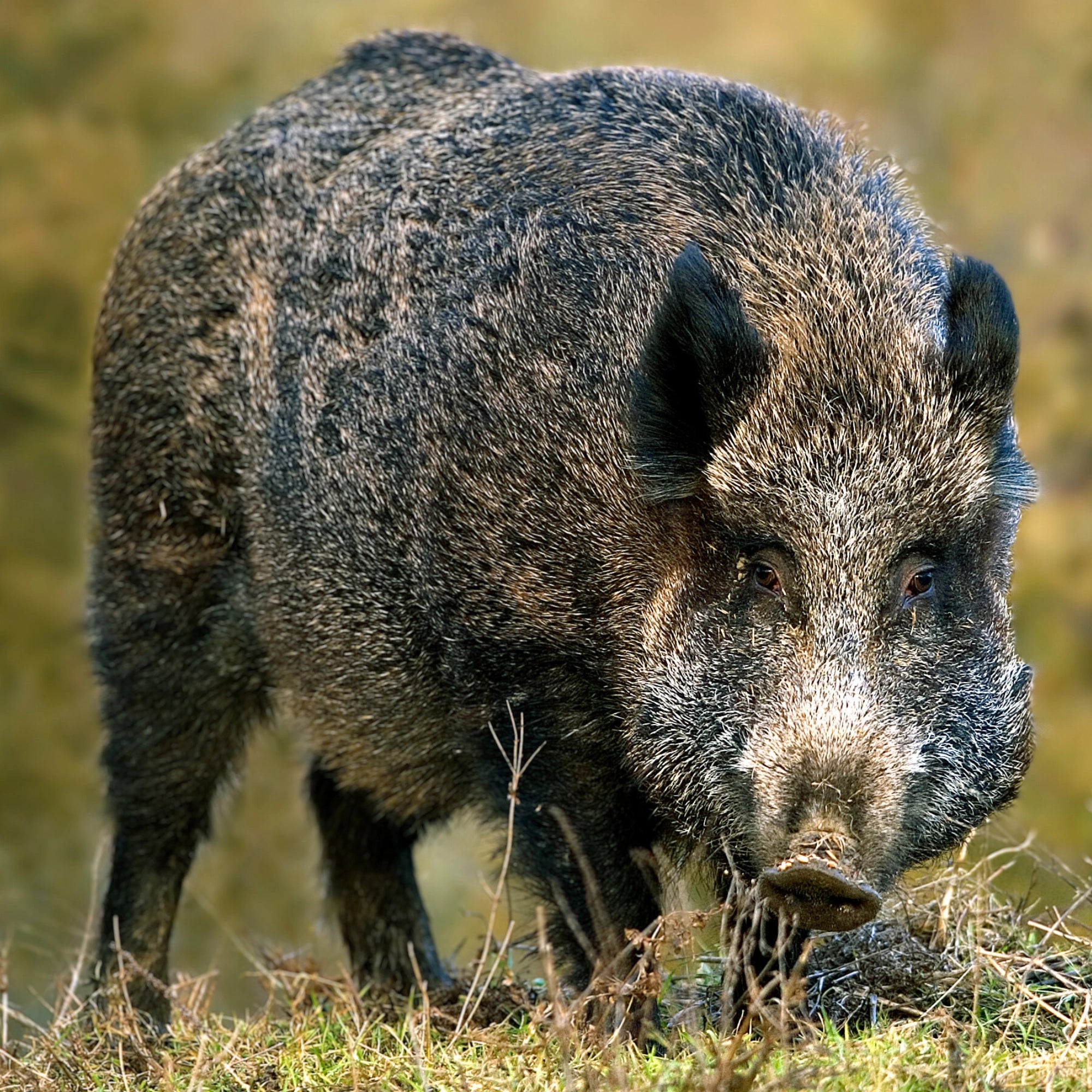 Wildschwein Nacken (Pulled Boar) Wildschwein Nacken (Pulled Boar)