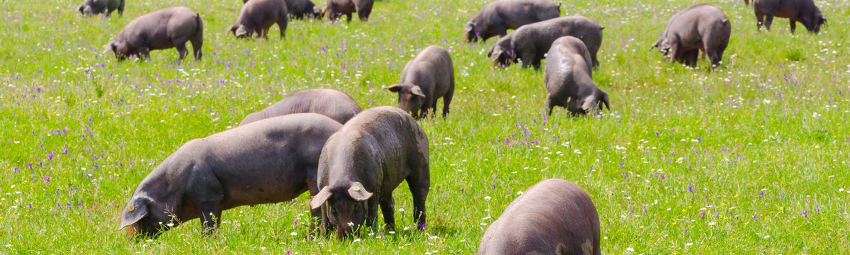 Iberico Schweine auf Wiese