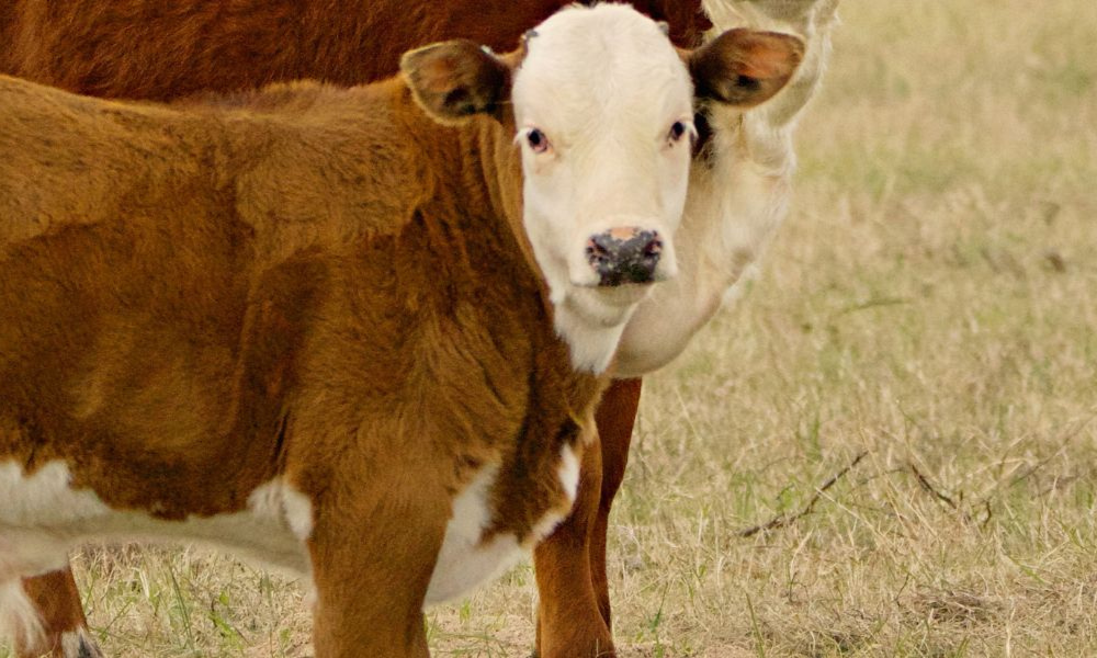 Red Heifer Banner mobile